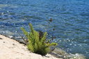 gal/cro 08/_thb_small-IMG_5231.JPG